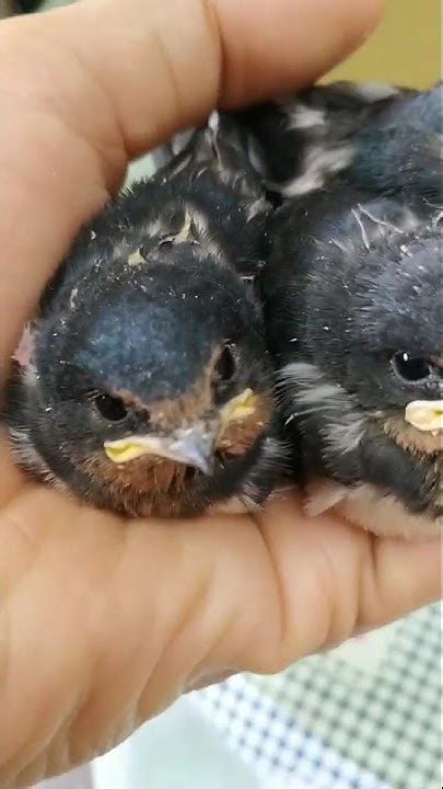 燕子幼鳥怎麼養 陰風怒吼